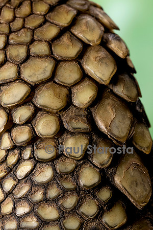 Testudo hermanni (tortue d'Hermann) - écailles de la patte avant