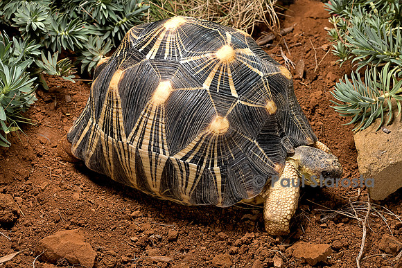 Astrochelys radiata (tortue étoilée)