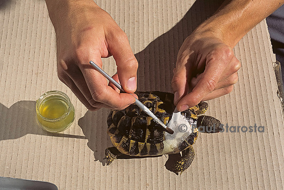 Village des tortues - réparation de la carapace