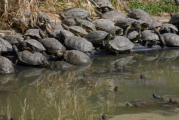 Association Tortues Passion. Bassins de tortues de Floride