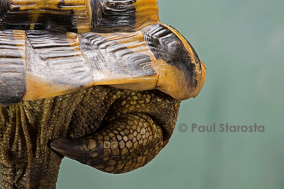 Testudo hermanni (tortue d'Hermann) - queue et écaille supracaudale du mâle