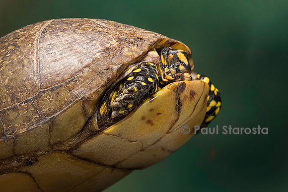 Terrapene carolina (tortue boite) - rentrant dans sa carapace