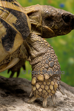 Testudo hermanni (tortue d'Hermann) - patte avant