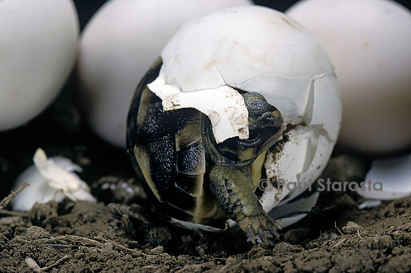 Testudo hermanni (tortue d'Hermann) - éclosion
