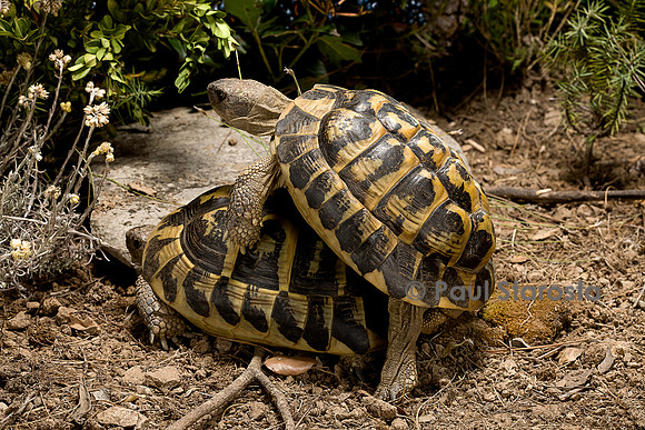 Testudo hermanni (tortue d'Hermann) - accouplement