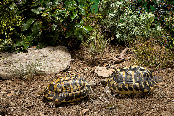 Testudo hermanni (tortue d'Hermann) - couple