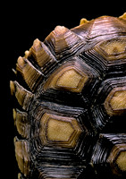Geochelone sulcata