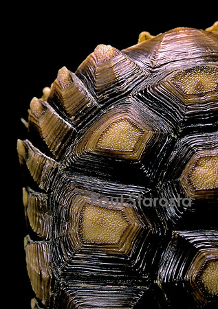 Geochelone sulcata