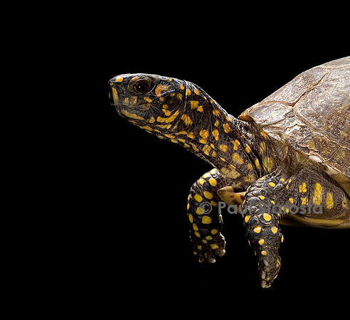 Terrapene carolina (tortue boite)