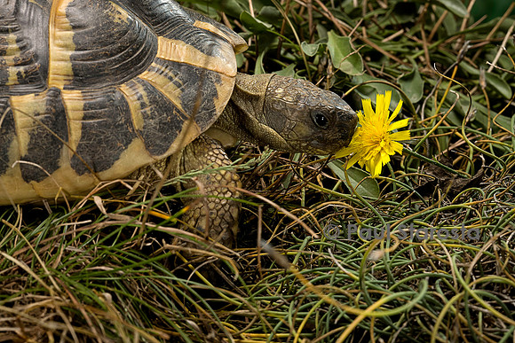 Testudo hermanni (tortue d'Hermann) - sentant une fleur