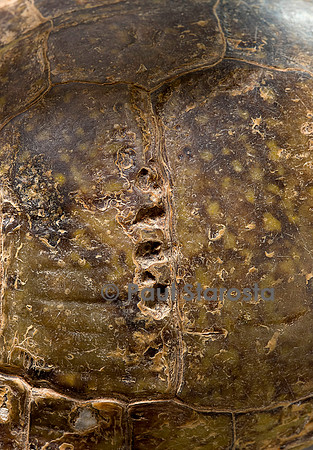 Traces de morsure sur une carapace de tortue