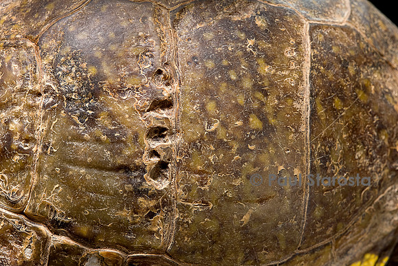 Traces de morsure sur une carapace de tortue