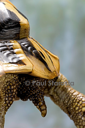Testudo hermanni (tortue d'Hermann) - queue et écaille supracaudale de la femelle