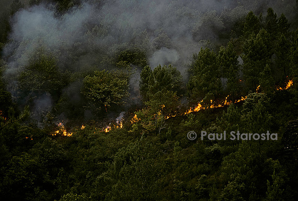 Incendie de forêt