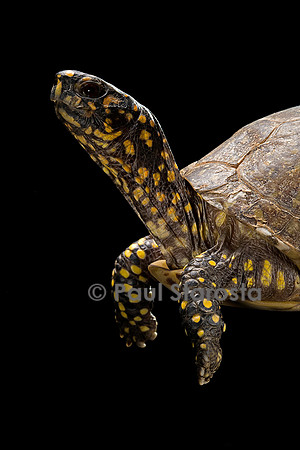 Terrapene carolina (tortue boite)