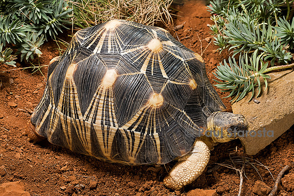 Astrochelys radiata (tortue étoilée)