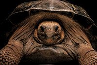 Chelonoidis nigra (tortue géante des Galapagos)