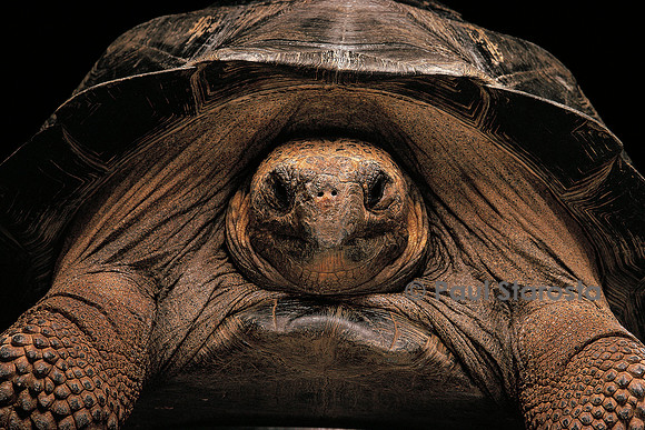 Chelonoidis nigra (tortue géante des Galapagos)