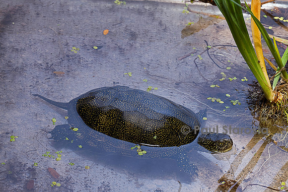 Emys orbicularis (cistude)