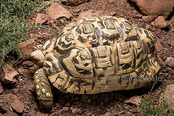 Geochelone pardalis (tortue léopard)