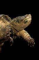 Chelydra serpentina (tortue serpentine)