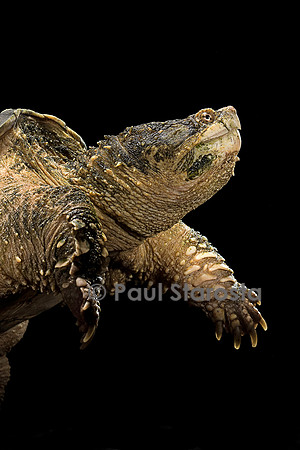 Chelydra serpentina (tortue serpentine)