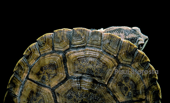 Phrynops williamsi