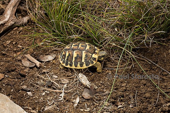 Testudo hermanni (tortue d'Hermann) - de 1 an