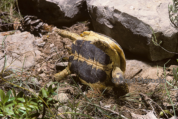 Testudo hermanni (tortue d'Hermann) - retournement