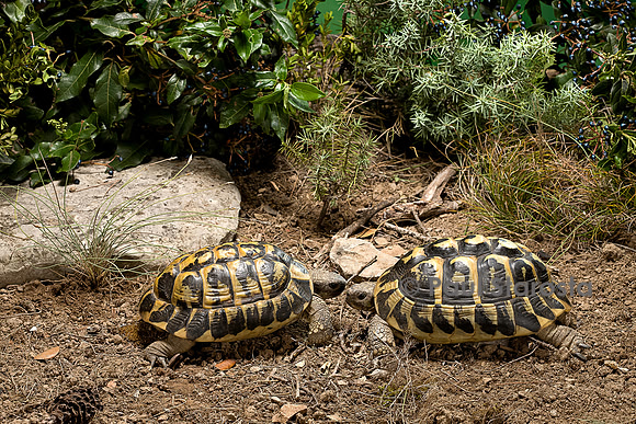 Testudo hermanni (tortue d'Hermann) - couple