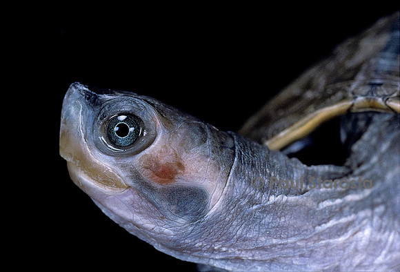 Kachuga smithii