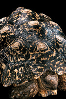 Geochelone pardalis (tortue léopard)