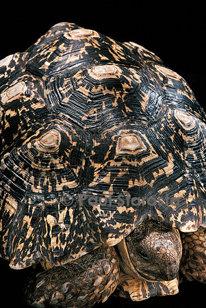 Geochelone pardalis (tortue léopard)
