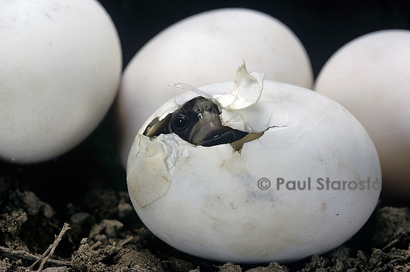 Testudo hermanni (tortue d'Hermann) - éclosion