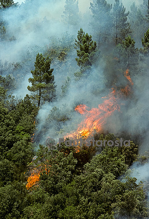 Incendie de forêt
