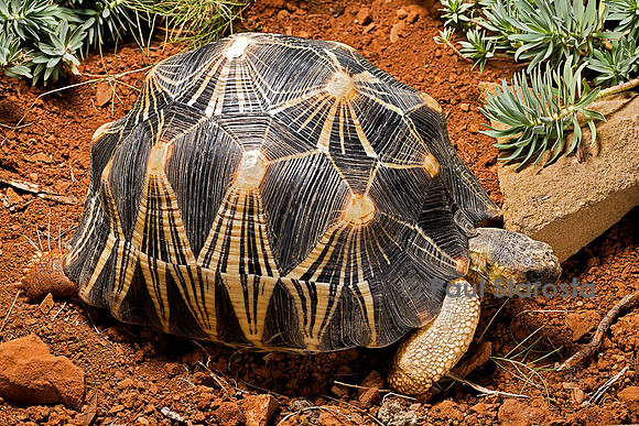 Astrochelys radiata (tortue étoilée)