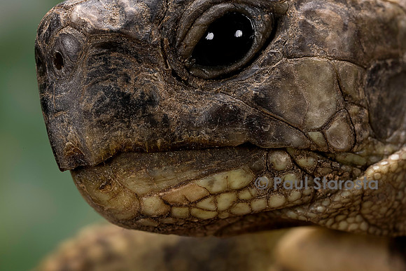 Testudo hermanni (tortue d'Hermann) - bec