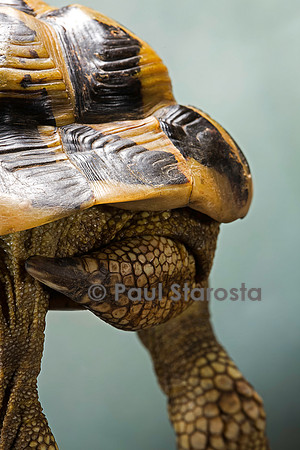 Testudo hermanni (tortue d'Hermann) - queue et écaille supracaudale du mâle