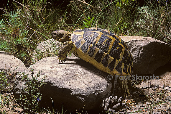 Testudo hermanni (tortue d'Hermann) - escaladant