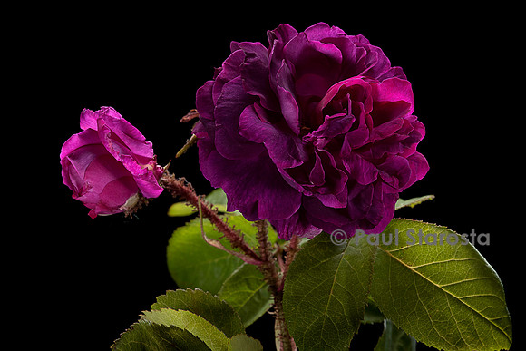 Rosa X centifolia muscosa ‘William Lobb’