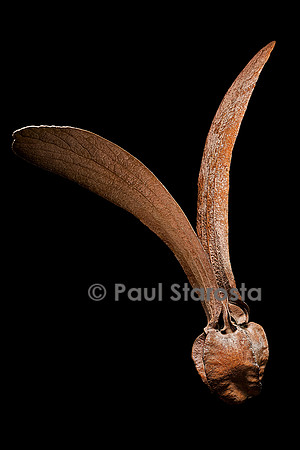Dipterocarpus zeylanicus (hora) - fruit