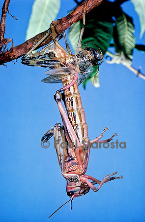 Schistocerca gregaria (criquet pèlerin) - éclosion