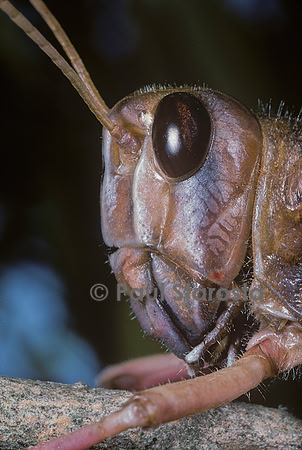 Schistocerca gregaria (criquet pèlerin) - portrait