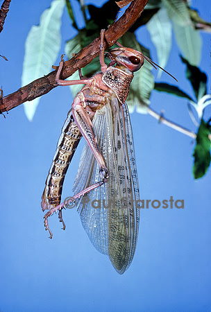 Schistocerca gregaria (criquet pèlerin) - éclosion