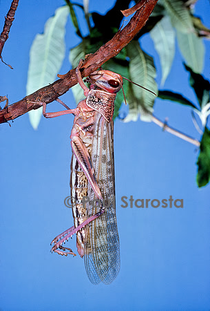 Schistocerca gregaria (criquet pèlerin) - éclosion