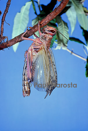 Schistocerca gregaria (criquet pèlerin) - éclosion