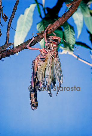 Schistocerca gregaria (criquet pèlerin) - éclosion
