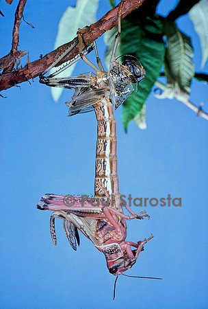 Schistocerca gregaria (criquet pèlerin) - éclosion