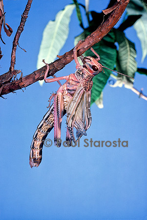 Schistocerca gregaria (criquet pèlerin) - éclosion
