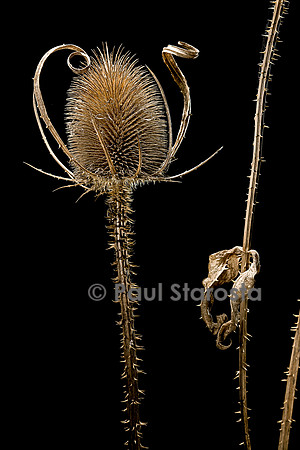 Dipsacus sylvestris (cardère, cabaret des oiseaux)